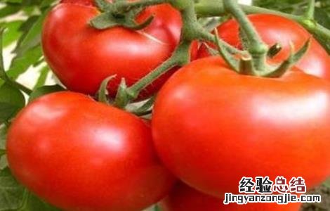 西红柿常见整枝方式 西红柿常见整枝方式有哪些
