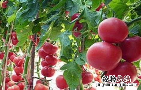 西红柿常见整枝方式 西红柿常见整枝方式有哪些