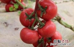 西红柿常见整枝方式 西红柿常见整枝方式有哪些