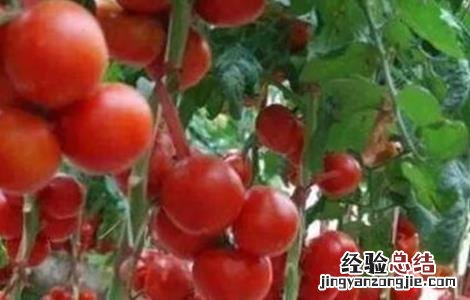西红柿常见整枝方式 西红柿常见整枝方式有哪些