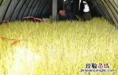 蒜黄种植注意事项视频 蒜黄种植注意事项