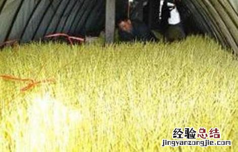 蒜黄种植注意事项视频 蒜黄种植注意事项