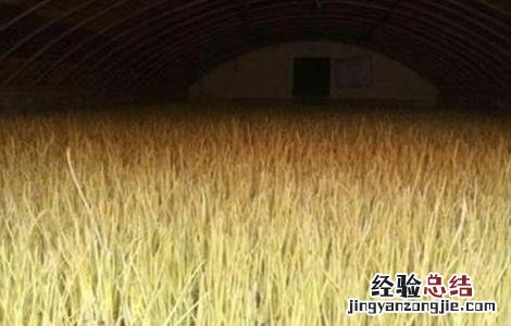蒜黄种植注意事项视频 蒜黄种植注意事项