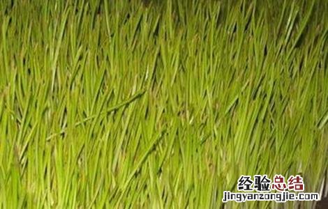 蒜黄种植注意事项视频 蒜黄种植注意事项