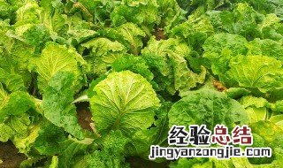 什么人不能吃荠菜 什么人不能吃荠菜?