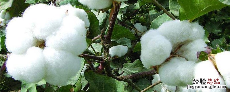 棉花在哪里种植 棉花在什么地方种植