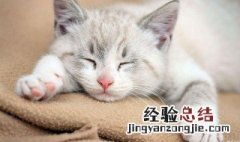 猫怎么做驱虫体内 猫要怎么做驱虫