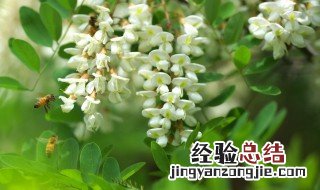 洋槐花能怎么做才好吃 洋槐花能怎么做