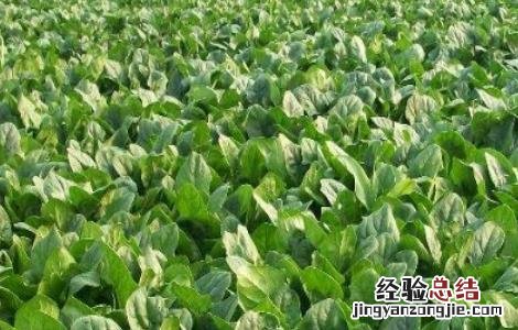 怎样种植菠菜出芽快 种植菠菜怎么做容易发芽