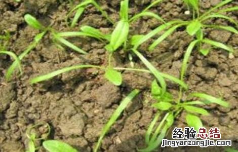 怎样种植菠菜出芽快 种植菠菜怎么做容易发芽