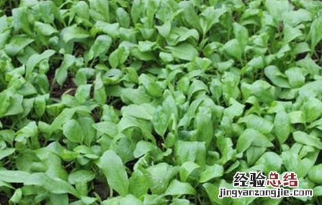 怎样种植菠菜出芽快 种植菠菜怎么做容易发芽