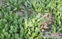 怎样种植菠菜出芽快 种植菠菜怎么做容易发芽