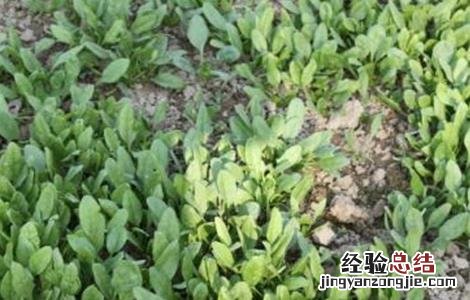 怎样种植菠菜出芽快 种植菠菜怎么做容易发芽
