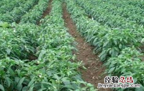 种植辣椒常见问题 种植辣椒常见问题有哪些