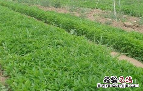 种植辣椒常见问题 种植辣椒常见问题有哪些