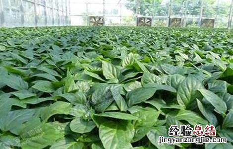 种植辣椒常见问题 种植辣椒常见问题有哪些