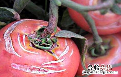西红柿出现裂果的原因 西红柿裂果是什么原因