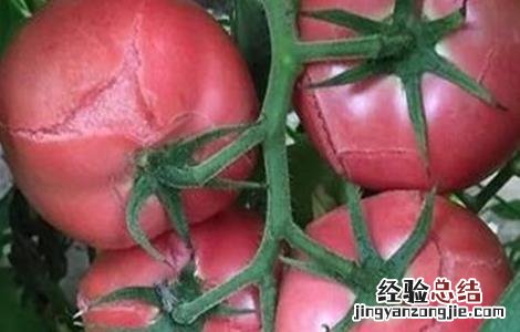 西红柿出现裂果的原因 西红柿裂果是什么原因