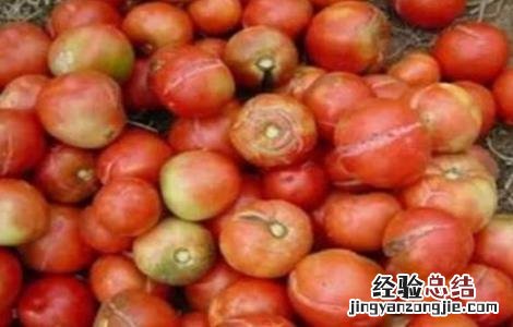 西红柿出现裂果的原因 西红柿裂果是什么原因