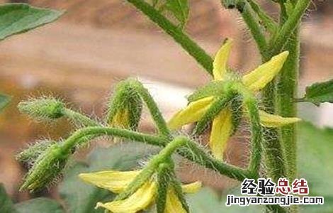 西紅柿初花期管理要点是什么 西紅柿初花期管理要点