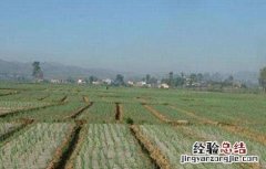 洋葱地膜高产栽培技术 地膜洋葱定植技术