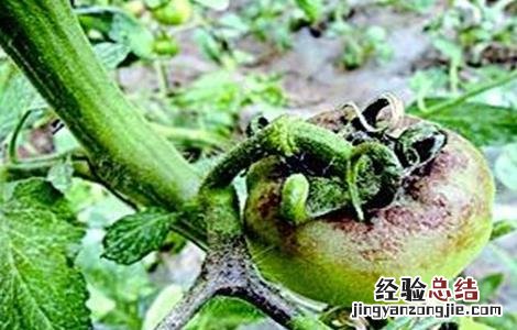 冬季种植蔬菜最易发生的四大病害是什么 冬季种植蔬菜最易发生的四大病害