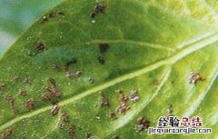冬季种植蔬菜最易发生的四大病害是什么 冬季种植蔬菜最易发生的四大病害