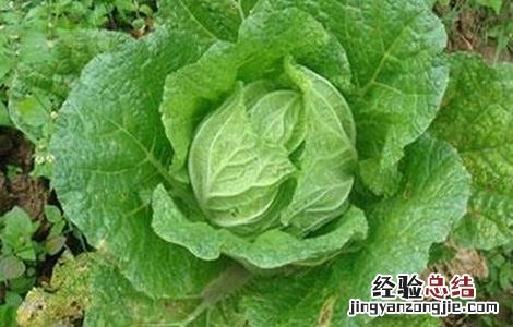 冬季种植蔬菜最易发生的四大病害是什么 冬季种植蔬菜最易发生的四大病害