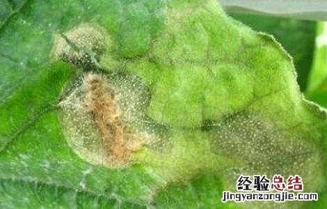 冬季种植蔬菜最易发生的四大病害是什么 冬季种植蔬菜最易发生的四大病害