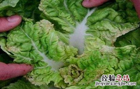 蔬菜缺钙怎么办 蔬菜缺钙会有哪些症状