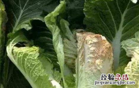 蔬菜缺钙怎么办 蔬菜缺钙会有哪些症状