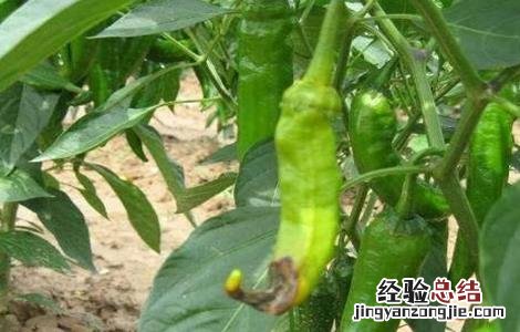 蔬菜缺钙怎么办 蔬菜缺钙会有哪些症状