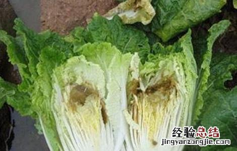 蔬菜缺钙怎么办 蔬菜缺钙会有哪些症状