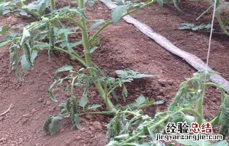 番茄死棵防治 番茄死棵怎么办
