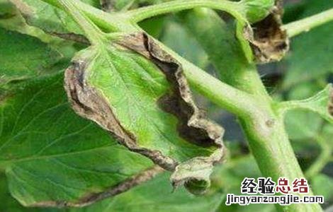 番茄死棵防治 番茄死棵怎么办