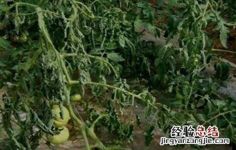 番茄死棵防治 番茄死棵怎么办