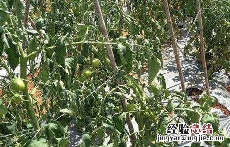 番茄死棵防治 番茄死棵怎么办