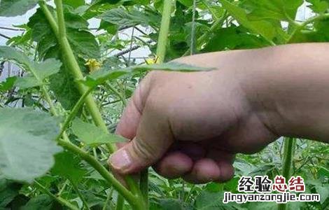 番茄整枝方法有哪些 番茄整枝方法