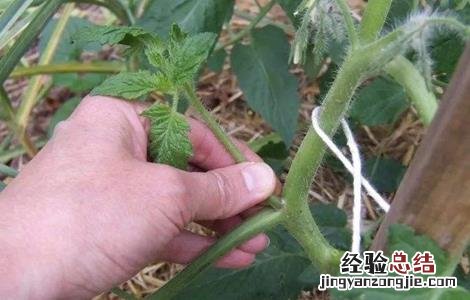 番茄整枝方法有哪些 番茄整枝方法