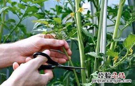 番茄整枝方法有哪些 番茄整枝方法