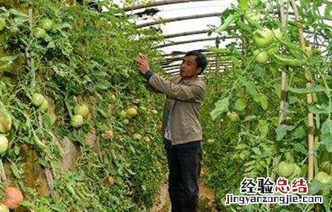 番茄整枝方法有哪些 番茄整枝方法