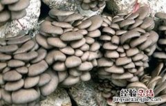 平菇冬季栽培管理要点和措施 平菇冬季栽培管理要点