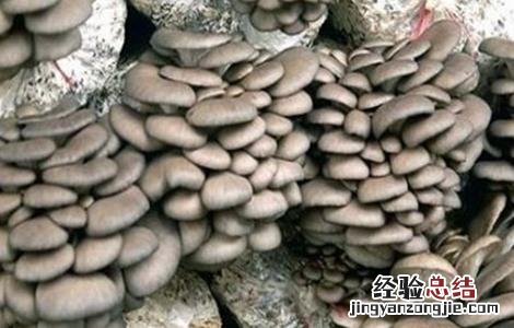 平菇冬季栽培管理要点和措施 平菇冬季栽培管理要点