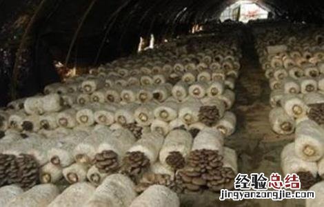 平菇冬季栽培管理要点和措施 平菇冬季栽培管理要点