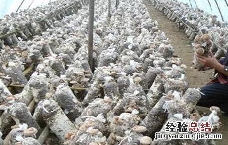 平菇冬季栽培管理要点和措施 平菇冬季栽培管理要点