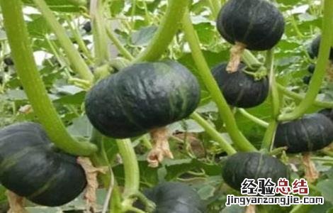 板栗南瓜的栽培技术 板栗南瓜高产栽培技术