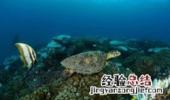《海底两万里》的第一章的主要内容是什么 海底两万里第一章的作用是什么