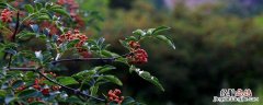 花椒怎么种植出来 花椒怎么种