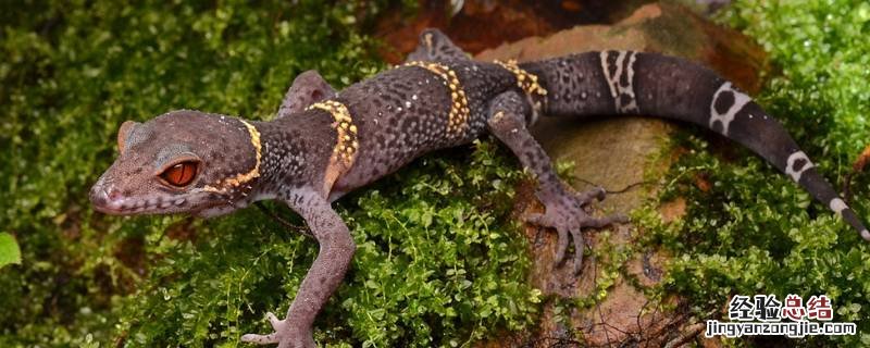 壁虎叫声是什么声音 壁虎叫声是什么声音地图Siri