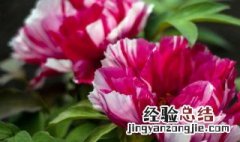 为什么牡丹被称为花中之王 牡丹花是花中之王还是花中之后